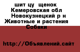 шит-цу  щенок. - Кемеровская обл., Новокузнецкий р-н Животные и растения » Собаки   